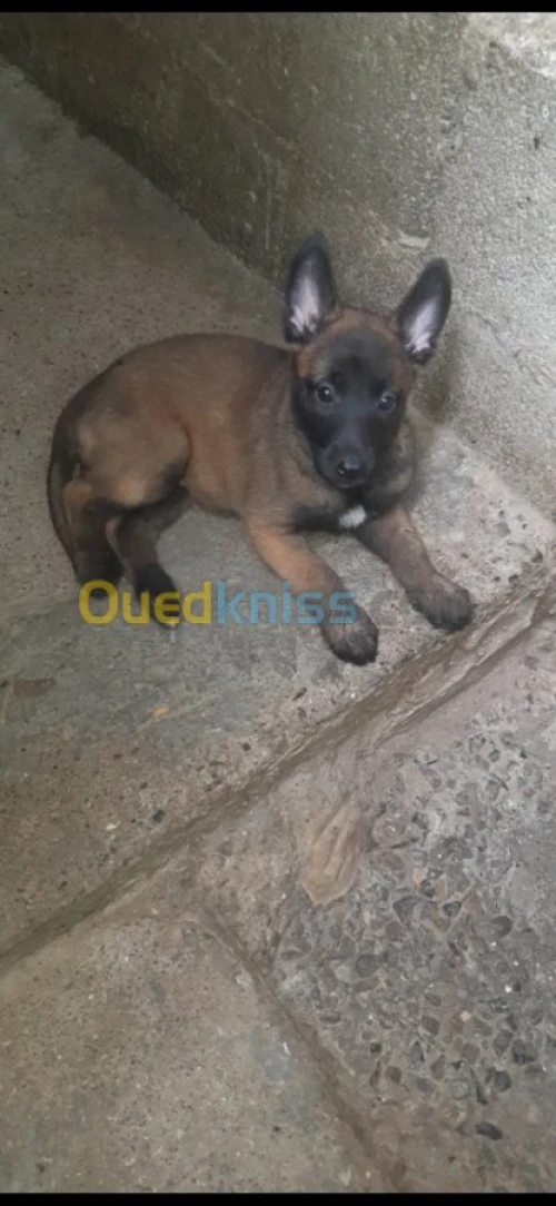 Malinoi