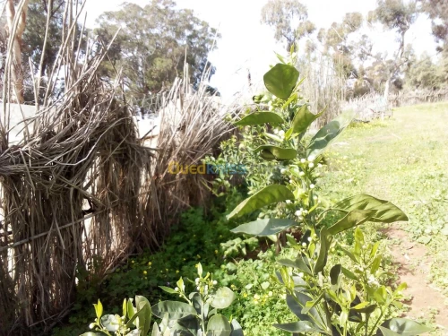 Location Terrain Agricole Mostaganem Sidi lakhdaara