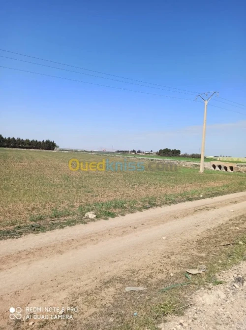 Vente Terrain Setif Guelal