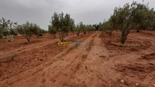Vente Terrain Relizane Dar ben abdellah