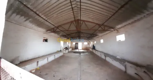 Vente Terrain Relizane Dar ben abdellah
