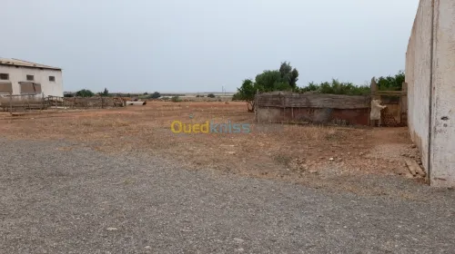 Vente Terrain Relizane Dar ben abdellah