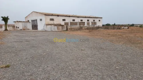 Vente Terrain Relizane Dar ben abdellah