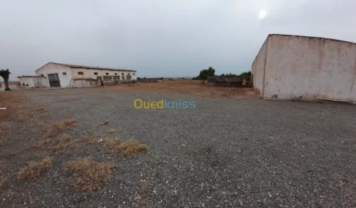 Vente Terrain Relizane Dar ben abdellah