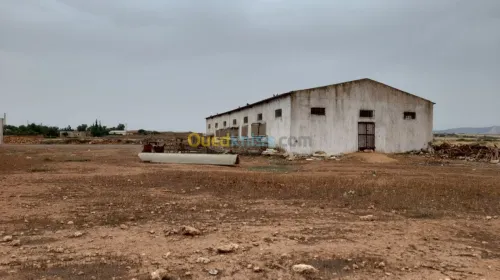 Vente Terrain Relizane Dar ben abdellah