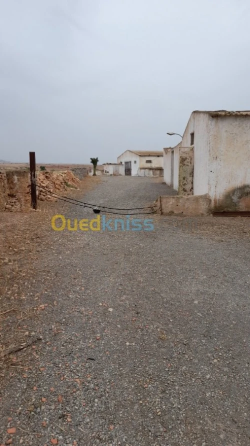 Vente Terrain Relizane Dar ben abdellah