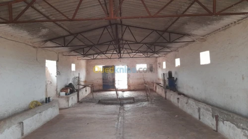 Vente Terrain Relizane Dar ben abdellah