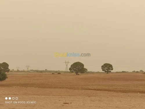 Vente Terrain Agricole Saida Youb