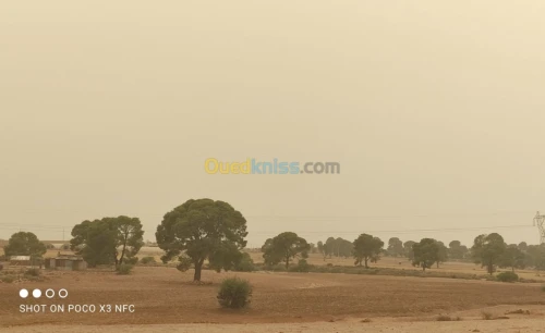 Vente Terrain Agricole Saida Youb