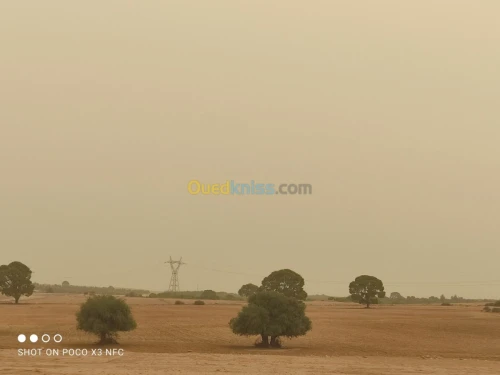 Vente Terrain Agricole Saida Youb