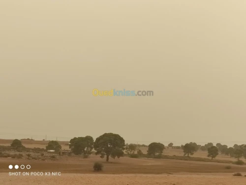 Vente Terrain Agricole Saida Youb