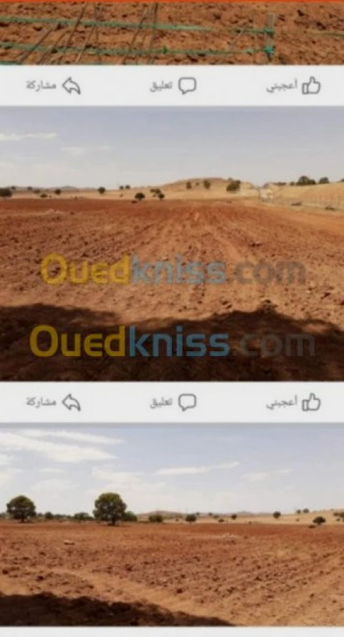 Vente Terrain Agricole Saida Youb