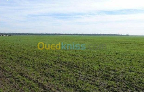 Vente Terrain Agricole Tipaza Ahmar el ain