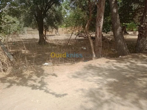 Vente Terrain Tlemcen Tlemcen
