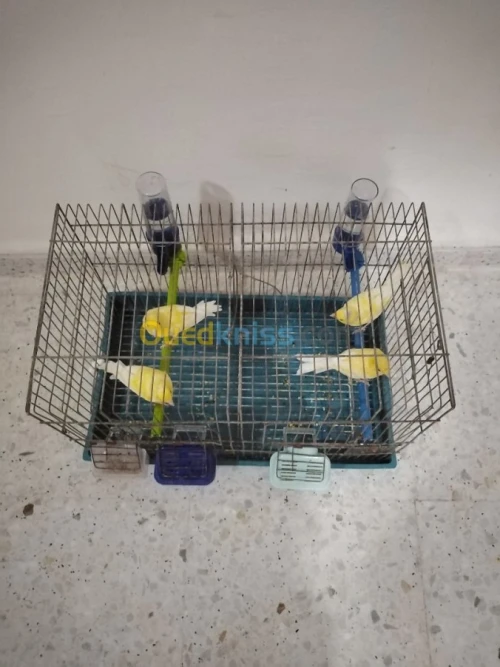 Canaries 3 males et 2 females + cages