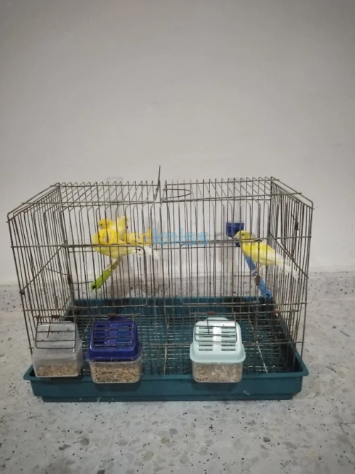 Canaries 3 males et 2 females + cages