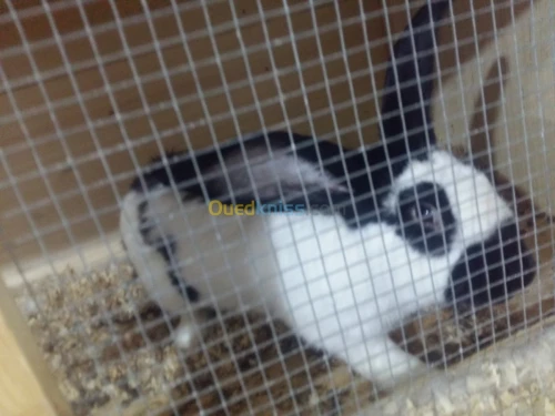 Lapin