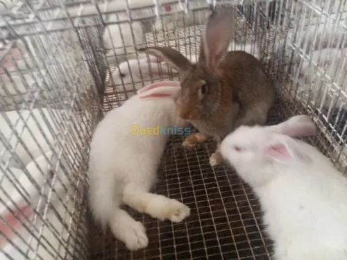 Lapin