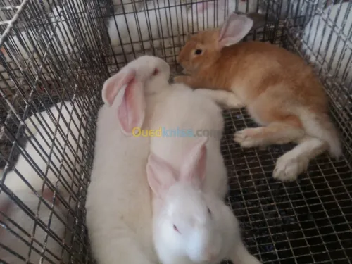 Lapin