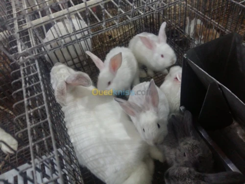 Lapin