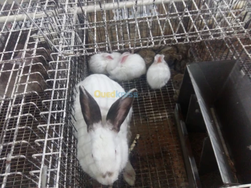 Lapin