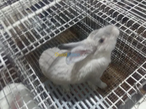 Lapin