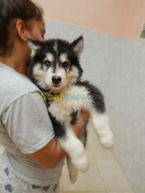 Chiots huskies poil long yeux bleus 