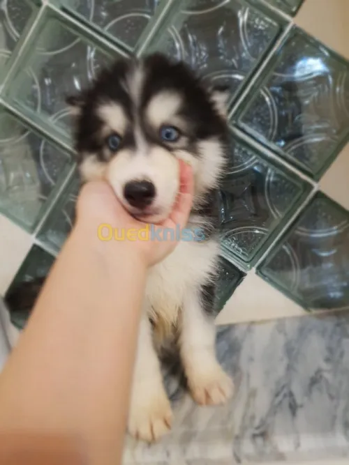 Chiots huskies poil long yeux bleus 