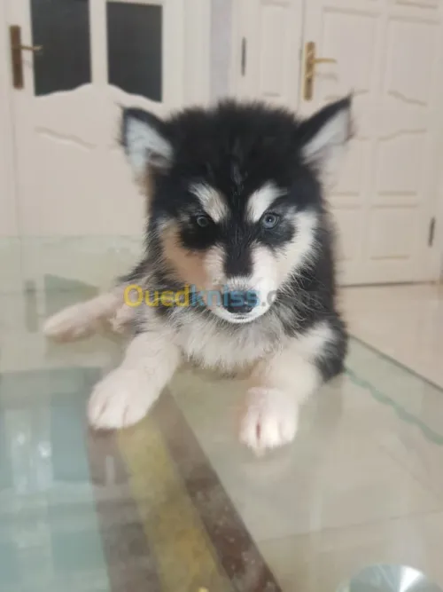 Chiots huskies poil long yeux bleus 