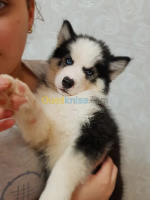 Chiots huskies poil long yeux bleus 