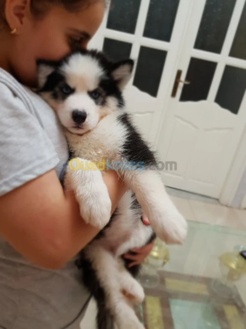 Chiots huskies poil long yeux bleus 