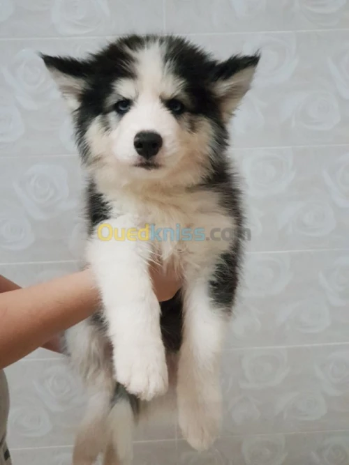 Chiots huskies poil long yeux bleus 
