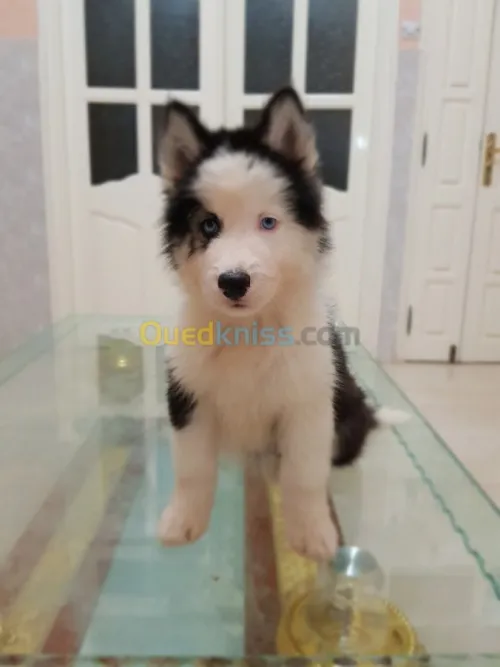 Chiots huskies poil long yeux bleus 