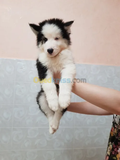 Chiots huskies poil long yeux bleus 
