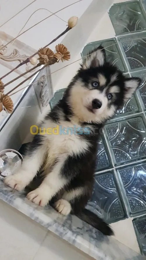 Chiots huskies poil long yeux bleus 
