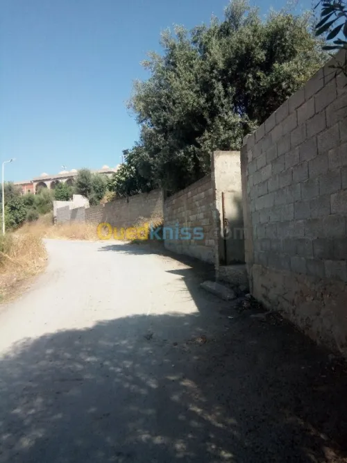 Vente Terrain Guelma Guelma