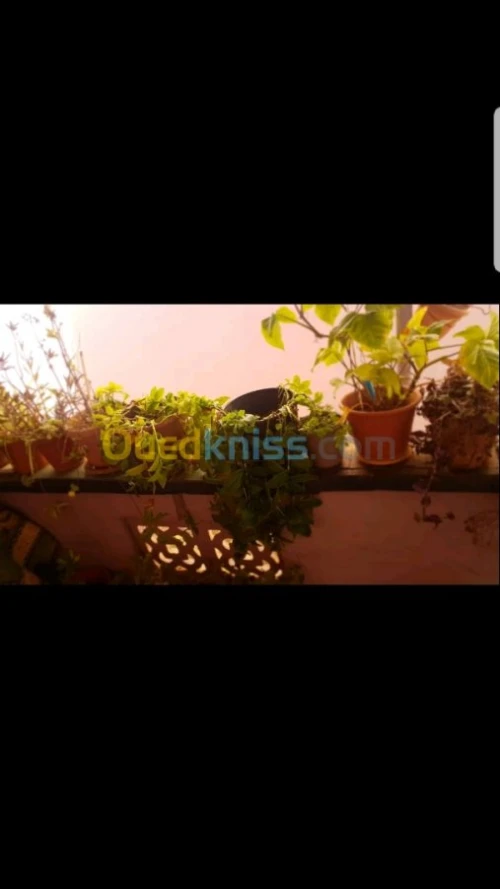 Vente bien immobilier Oran Bethioua