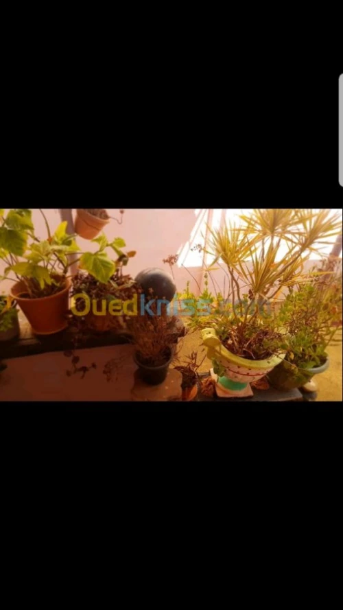 Vente bien immobilier Oran Bethioua