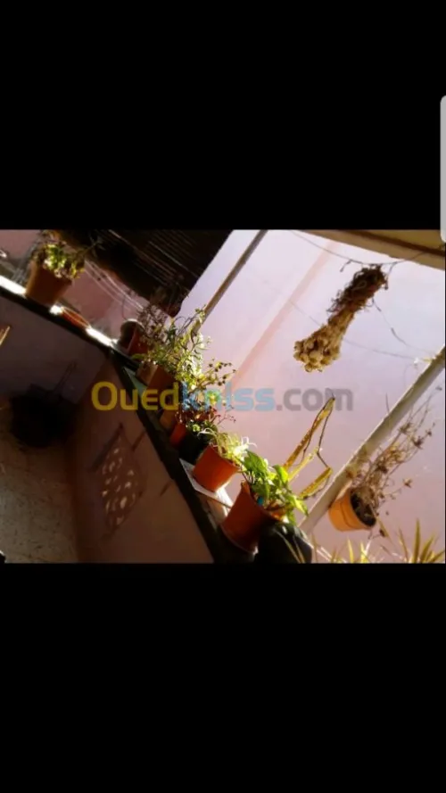 Vente bien immobilier Oran Bethioua