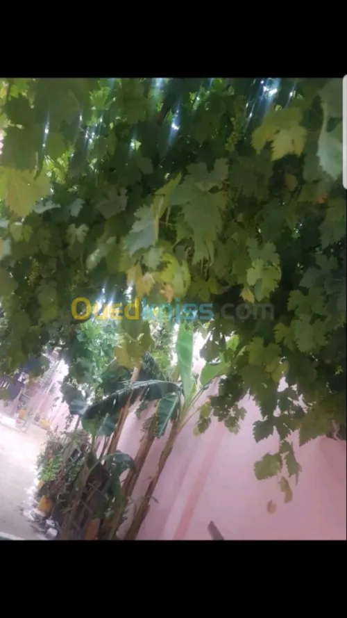 Vente bien immobilier Oran Bethioua