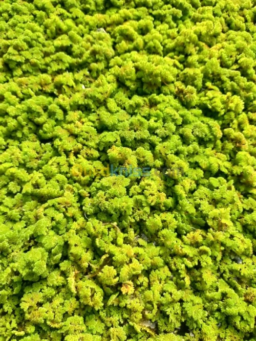 Azolla الأزولا مع المهندس الفلاحي