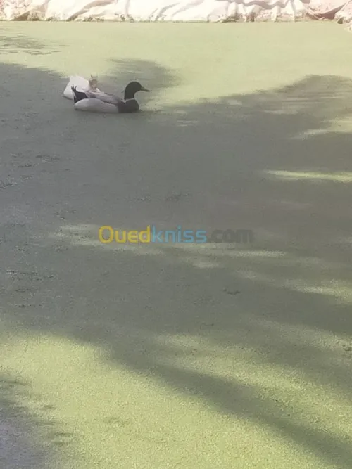 Azolla الأزولا مع المهندس الفلاحي