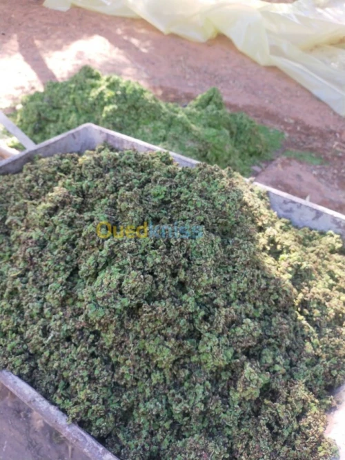 Azolla الأزولا مع المهندس الفلاحي