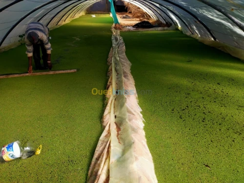 أزولا مع المهندس الفلاحي 