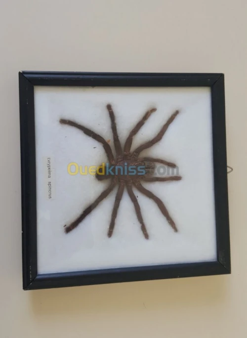 Taxidermy tarentule araignée Eviyeima
