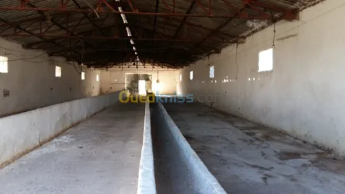 Location Terrain Agricole Ain defla Khemis miliana