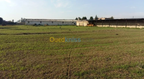 Location Terrain Agricole Ain defla Khemis miliana