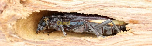 traitement thermique des palettes