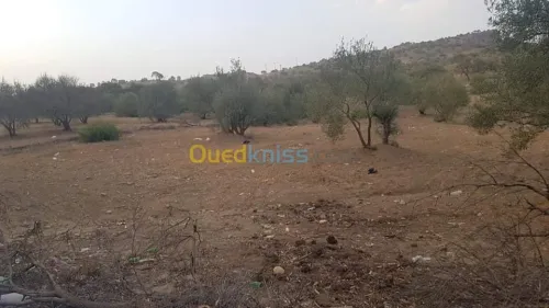 Vente Terrain Bouira Ath mansour taourirt