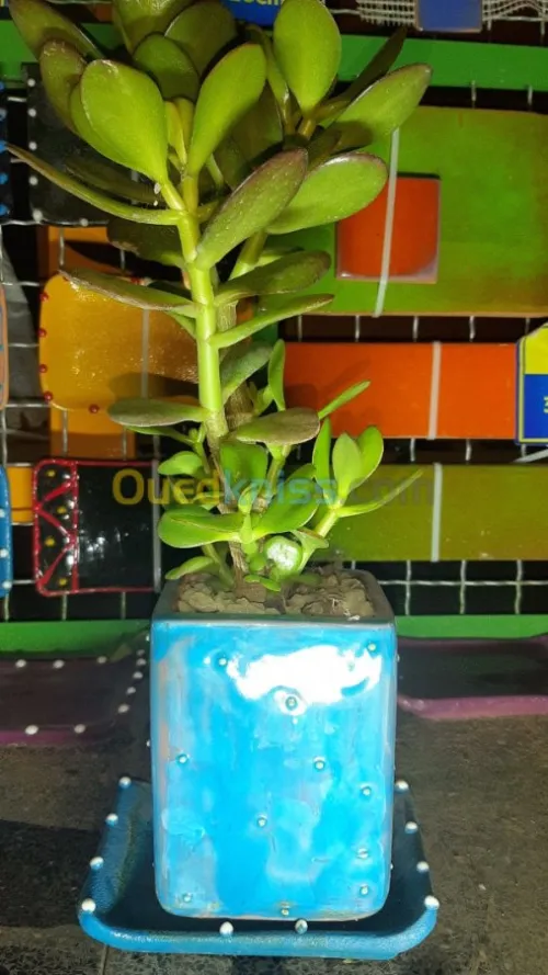 Vases Céramiques avec Plantes Naturell
